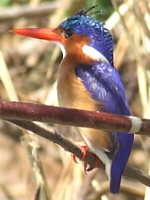 Malachite Kingfisher Malachite Kingfisher